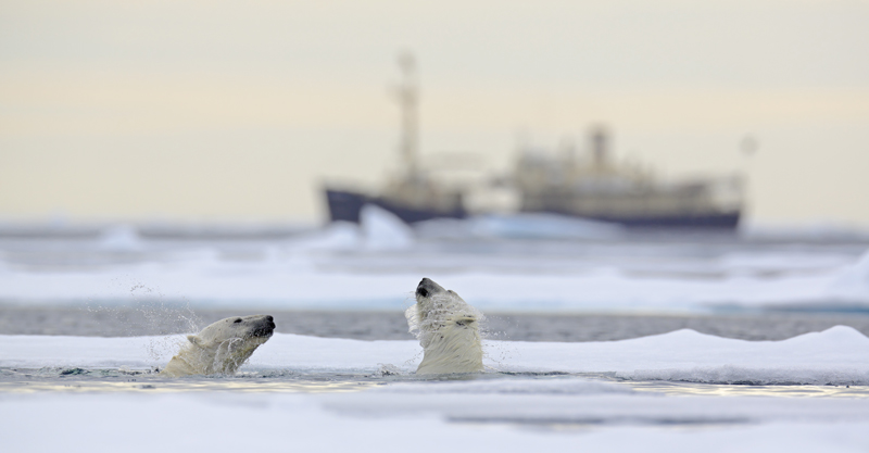 Bureau Veritas - increased traffic in the arctic could have devastating consequences for marine and polar creatures, introducing invasive species, disrupting marine habitats and deafening underwater wildlife  . 